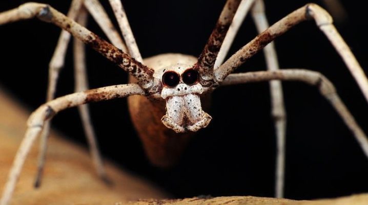 Ogre-Faced Spiders Can 'Hear' Without Ears, Study Says